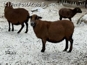 [P48] Grădina Zoologică din Salzburg » foto by adso
 - 
<span class="allrVoted glyphicon glyphicon-heart hidden" id="av1518949"></span>
<a class="m-l-10 hidden" id="sv1518949" onclick="voting_Foto_DelVot(,1518949,26283)" role="button">șterge vot <span class="glyphicon glyphicon-remove"></span></a>
<a id="v91518949" class=" c-red"  onclick="voting_Foto_SetVot(1518949)" role="button"><span class="glyphicon glyphicon-heart-empty"></span> <b>LIKE</b> = Votează poza</a> <img class="hidden"  id="f1518949W9" src="/imagini/loader.gif" border="0" /><span class="AjErrMes hidden" id="e1518949ErM"></span>