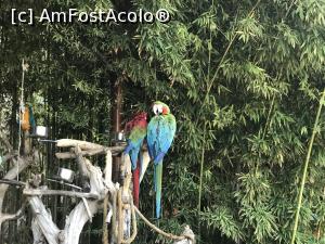[P25] Parcul tematic MundoMar din Benidorm - papagali » foto by nicole33
 - 
<span class="allrVoted glyphicon glyphicon-heart hidden" id="av1185973"></span>
<a class="m-l-10 hidden" id="sv1185973" onclick="voting_Foto_DelVot(,1185973,26540)" role="button">șterge vot <span class="glyphicon glyphicon-remove"></span></a>
<a id="v91185973" class=" c-red"  onclick="voting_Foto_SetVot(1185973)" role="button"><span class="glyphicon glyphicon-heart-empty"></span> <b>LIKE</b> = Votează poza</a> <img class="hidden"  id="f1185973W9" src="/imagini/loader.gif" border="0" /><span class="AjErrMes hidden" id="e1185973ErM"></span>