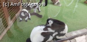 [P30] Parcul tematic MundoMar din Benidorm - lemuri » foto by nicole33
 - 
<span class="allrVoted glyphicon glyphicon-heart hidden" id="av1185978"></span>
<a class="m-l-10 hidden" id="sv1185978" onclick="voting_Foto_DelVot(,1185978,26540)" role="button">șterge vot <span class="glyphicon glyphicon-remove"></span></a>
<a id="v91185978" class=" c-red"  onclick="voting_Foto_SetVot(1185978)" role="button"><span class="glyphicon glyphicon-heart-empty"></span> <b>LIKE</b> = Votează poza</a> <img class="hidden"  id="f1185978W9" src="/imagini/loader.gif" border="0" /><span class="AjErrMes hidden" id="e1185978ErM"></span>