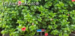 [P09] Parcul tematic MundoMar din Benidorm - flori » foto by nicole33
 - 
<span class="allrVoted glyphicon glyphicon-heart hidden" id="av1185957"></span>
<a class="m-l-10 hidden" id="sv1185957" onclick="voting_Foto_DelVot(,1185957,26540)" role="button">șterge vot <span class="glyphicon glyphicon-remove"></span></a>
<a id="v91185957" class=" c-red"  onclick="voting_Foto_SetVot(1185957)" role="button"><span class="glyphicon glyphicon-heart-empty"></span> <b>LIKE</b> = Votează poza</a> <img class="hidden"  id="f1185957W9" src="/imagini/loader.gif" border="0" /><span class="AjErrMes hidden" id="e1185957ErM"></span>