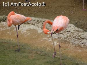 [P98] Parcul tematic MundoMar din Benidorm - flamingo » foto by nicole33
 - 
<span class="allrVoted glyphicon glyphicon-heart hidden" id="av1186046"></span>
<a class="m-l-10 hidden" id="sv1186046" onclick="voting_Foto_DelVot(,1186046,26540)" role="button">șterge vot <span class="glyphicon glyphicon-remove"></span></a>
<a id="v91186046" class=" c-red"  onclick="voting_Foto_SetVot(1186046)" role="button"><span class="glyphicon glyphicon-heart-empty"></span> <b>LIKE</b> = Votează poza</a> <img class="hidden"  id="f1186046W9" src="/imagini/loader.gif" border="0" /><span class="AjErrMes hidden" id="e1186046ErM"></span>