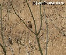 P02 [AUG-2006] (c) Botgros - periculos habitat şi-a mai găsit! Nu înseamnă că dacă ai aripi se rezolvă totul...