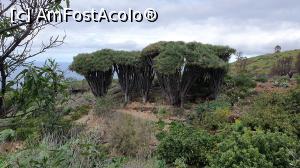 [P07] Copacii dragon sunt mulți ăn zona asta, o specie de Dracena adusă aici de portughezi și care multă vreme a fost o sursă de pigmenți naturali de roșu » foto by cristian pinte
 - 
<span class="allrVoted glyphicon glyphicon-heart hidden" id="av1214692"></span>
<a class="m-l-10 hidden" id="sv1214692" onclick="voting_Foto_DelVot(,1214692,26719)" role="button">șterge vot <span class="glyphicon glyphicon-remove"></span></a>
<a id="v91214692" class=" c-red"  onclick="voting_Foto_SetVot(1214692)" role="button"><span class="glyphicon glyphicon-heart-empty"></span> <b>LIKE</b> = Votează poza</a> <img class="hidden"  id="f1214692W9" src="/imagini/loader.gif" border="0" /><span class="AjErrMes hidden" id="e1214692ErM"></span>