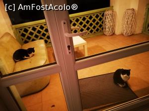 [P32] Cei doi mițiloi pe veranda noastră » foto by crismis
 - 
<span class="allrVoted glyphicon glyphicon-heart hidden" id="av1214821"></span>
<a class="m-l-10 hidden" id="sv1214821" onclick="voting_Foto_DelVot(,1214821,26722)" role="button">șterge vot <span class="glyphicon glyphicon-remove"></span></a>
<a id="v91214821" class=" c-red"  onclick="voting_Foto_SetVot(1214821)" role="button"><span class="glyphicon glyphicon-heart-empty"></span> <b>LIKE</b> = Votează poza</a> <img class="hidden"  id="f1214821W9" src="/imagini/loader.gif" border="0" /><span class="AjErrMes hidden" id="e1214821ErM"></span>