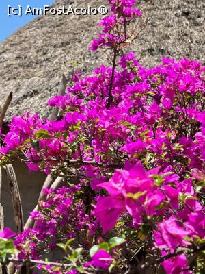 [P29] grădina paradisiacă » foto by robert
 - 
<span class="allrVoted glyphicon glyphicon-heart hidden" id="av1222541"></span>
<a class="m-l-10 hidden" id="sv1222541" onclick="voting_Foto_DelVot(,1222541,26785)" role="button">șterge vot <span class="glyphicon glyphicon-remove"></span></a>
<a id="v91222541" class=" c-red"  onclick="voting_Foto_SetVot(1222541)" role="button"><span class="glyphicon glyphicon-heart-empty"></span> <b>LIKE</b> = Votează poza</a> <img class="hidden"  id="f1222541W9" src="/imagini/loader.gif" border="0" /><span class="AjErrMes hidden" id="e1222541ErM"></span>