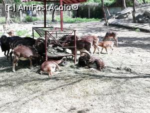 [P14] Zoo Calarasi » foto by ⭐ValentinB_88⭐
 - 
<span class="allrVoted glyphicon glyphicon-heart hidden" id="av1224612"></span>
<a class="m-l-10 hidden" id="sv1224612" onclick="voting_Foto_DelVot(,1224612,26802)" role="button">șterge vot <span class="glyphicon glyphicon-remove"></span></a>
<a id="v91224612" class=" c-red"  onclick="voting_Foto_SetVot(1224612)" role="button"><span class="glyphicon glyphicon-heart-empty"></span> <b>LIKE</b> = Votează poza</a> <img class="hidden"  id="f1224612W9" src="/imagini/loader.gif" border="0" /><span class="AjErrMes hidden" id="e1224612ErM"></span>