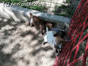 [P22] Zoo Calarasi » foto by ⭐ValentinB_88⭐
 - 
<span class="allrVoted glyphicon glyphicon-heart hidden" id="av1224620"></span>
<a class="m-l-10 hidden" id="sv1224620" onclick="voting_Foto_DelVot(,1224620,26802)" role="button">șterge vot <span class="glyphicon glyphicon-remove"></span></a>
<a id="v91224620" class=" c-red"  onclick="voting_Foto_SetVot(1224620)" role="button"><span class="glyphicon glyphicon-heart-empty"></span> <b>LIKE</b> = Votează poza</a> <img class="hidden"  id="f1224620W9" src="/imagini/loader.gif" border="0" /><span class="AjErrMes hidden" id="e1224620ErM"></span>