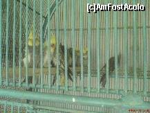 [P24] Gradina Zoologica de la Calarasi - intr-o cladire incalzita erau zeci de voliere cu papagali » foto by valimi
 - 
<span class="allrVoted glyphicon glyphicon-heart hidden" id="av165889"></span>
<a class="m-l-10 hidden" id="sv165889" onclick="voting_Foto_DelVot(,165889,26802)" role="button">șterge vot <span class="glyphicon glyphicon-remove"></span></a>
<a id="v9165889" class=" c-red"  onclick="voting_Foto_SetVot(165889)" role="button"><span class="glyphicon glyphicon-heart-empty"></span> <b>LIKE</b> = Votează poza</a> <img class="hidden"  id="f165889W9" src="/imagini/loader.gif" border="0" /><span class="AjErrMes hidden" id="e165889ErM"></span>
