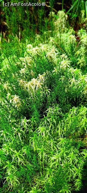[P16] Vegetație în tinov. » foto by tata123 🔱
 - 
<span class="allrVoted glyphicon glyphicon-heart hidden" id="av1381797"></span>
<a class="m-l-10 hidden" id="sv1381797" onclick="voting_Foto_DelVot(,1381797,26942)" role="button">șterge vot <span class="glyphicon glyphicon-remove"></span></a>
<a id="v91381797" class=" c-red"  onclick="voting_Foto_SetVot(1381797)" role="button"><span class="glyphicon glyphicon-heart-empty"></span> <b>LIKE</b> = Votează poza</a> <img class="hidden"  id="f1381797W9" src="/imagini/loader.gif" border="0" /><span class="AjErrMes hidden" id="e1381797ErM"></span>