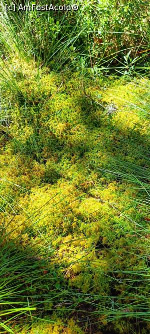 [P19] Vegetație în tinov. » foto by tata123 🔱
 - 
<span class="allrVoted glyphicon glyphicon-heart hidden" id="av1381800"></span>
<a class="m-l-10 hidden" id="sv1381800" onclick="voting_Foto_DelVot(,1381800,26942)" role="button">șterge vot <span class="glyphicon glyphicon-remove"></span></a>
<a id="v91381800" class=" c-red"  onclick="voting_Foto_SetVot(1381800)" role="button"><span class="glyphicon glyphicon-heart-empty"></span> <b>LIKE</b> = Votează poza</a> <img class="hidden"  id="f1381800W9" src="/imagini/loader.gif" border="0" /><span class="AjErrMes hidden" id="e1381800ErM"></span>