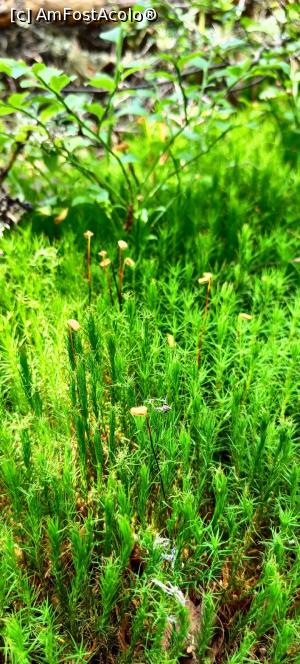 [P20] Vegetație în tinov. » foto by tata123 🔱
 - 
<span class="allrVoted glyphicon glyphicon-heart hidden" id="av1381801"></span>
<a class="m-l-10 hidden" id="sv1381801" onclick="voting_Foto_DelVot(,1381801,26942)" role="button">șterge vot <span class="glyphicon glyphicon-remove"></span></a>
<a id="v91381801" class=" c-red"  onclick="voting_Foto_SetVot(1381801)" role="button"><span class="glyphicon glyphicon-heart-empty"></span> <b>LIKE</b> = Votează poza</a> <img class="hidden"  id="f1381801W9" src="/imagini/loader.gif" border="0" /><span class="AjErrMes hidden" id="e1381801ErM"></span>