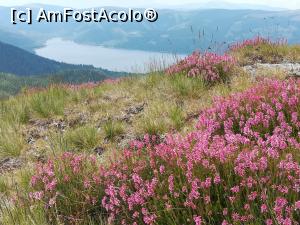 P19 [JUL-2021] Aceste flroi frumoase se numesc popular, coacăză. Jos se vede Lacul Vidra