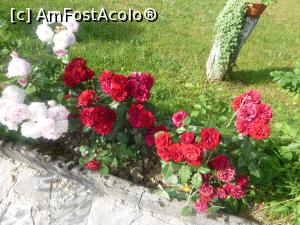 [P12] 12. Flori frumoase peste tot. » foto by doinafil
 - 
<span class="allrVoted glyphicon glyphicon-heart hidden" id="av1244725"></span>
<a class="m-l-10 hidden" id="sv1244725" onclick="voting_Foto_DelVot(,1244725,26995)" role="button">șterge vot <span class="glyphicon glyphicon-remove"></span></a>
<a id="v91244725" class=" c-red"  onclick="voting_Foto_SetVot(1244725)" role="button"><span class="glyphicon glyphicon-heart-empty"></span> <b>LIKE</b> = Votează poza</a> <img class="hidden"  id="f1244725W9" src="/imagini/loader.gif" border="0" /><span class="AjErrMes hidden" id="e1244725ErM"></span>
