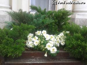 [P01] Sibiu -un oras plin de flori-aranjament floral din PIATA MARE » foto by danadana*
 - 
<span class="allrVoted glyphicon glyphicon-heart hidden" id="av567525"></span>
<a class="m-l-10 hidden" id="sv567525" onclick="voting_Foto_DelVot(,567525,27170)" role="button">șterge vot <span class="glyphicon glyphicon-remove"></span></a>
<a id="v9567525" class=" c-red"  onclick="voting_Foto_SetVot(567525)" role="button"><span class="glyphicon glyphicon-heart-empty"></span> <b>LIKE</b> = Votează poza</a> <img class="hidden"  id="f567525W9" src="/imagini/loader.gif" border="0" /><span class="AjErrMes hidden" id="e567525ErM"></span>