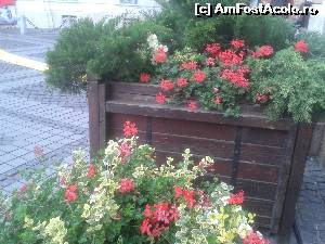 [P02] alt aranjament floral din PIATA MARE » foto by danadana*
 - 
<span class="allrVoted glyphicon glyphicon-heart hidden" id="av567526"></span>
<a class="m-l-10 hidden" id="sv567526" onclick="voting_Foto_DelVot(,567526,27170)" role="button">șterge vot <span class="glyphicon glyphicon-remove"></span></a>
<a id="v9567526" class=" c-red"  onclick="voting_Foto_SetVot(567526)" role="button"><span class="glyphicon glyphicon-heart-empty"></span> <b>LIKE</b> = Votează poza</a> <img class="hidden"  id="f567526W9" src="/imagini/loader.gif" border="0" /><span class="AjErrMes hidden" id="e567526ErM"></span>