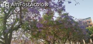 [P01] Era vremea copacilor violet în Spania. O frumusețe. » foto by Aurici
 - 
<span class="allrVoted glyphicon glyphicon-heart hidden" id="av1265260"></span>
<a class="m-l-10 hidden" id="sv1265260" onclick="voting_Foto_DelVot(,1265260,27180)" role="button">șterge vot <span class="glyphicon glyphicon-remove"></span></a>
<a id="v91265260" class=" c-red"  onclick="voting_Foto_SetVot(1265260)" role="button"><span class="glyphicon glyphicon-heart-empty"></span> <b>LIKE</b> = Votează poza</a> <img class="hidden"  id="f1265260W9" src="/imagini/loader.gif" border="0" /><span class="AjErrMes hidden" id="e1265260ErM"></span>