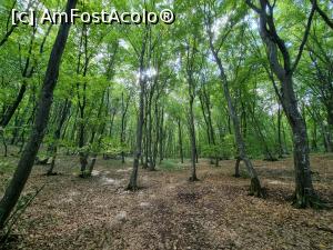 [P16] Copacii din Padurea Hoia - Baciu » foto by silvia tudoran
 - 
<span class="allrVoted glyphicon glyphicon-heart hidden" id="av1276288"></span>
<a class="m-l-10 hidden" id="sv1276288" onclick="voting_Foto_DelVot(,1276288,27293)" role="button">șterge vot <span class="glyphicon glyphicon-remove"></span></a>
<a id="v91276288" class=" c-red"  onclick="voting_Foto_SetVot(1276288)" role="button"><span class="glyphicon glyphicon-heart-empty"></span> <b>LIKE</b> = Votează poza</a> <img class="hidden"  id="f1276288W9" src="/imagini/loader.gif" border="0" /><span class="AjErrMes hidden" id="e1276288ErM"></span>