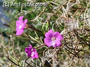 [P08] Flori perene la marginea Padurii Hoia » foto by silvia tudoran
 - 
<span class="allrVoted glyphicon glyphicon-heart hidden" id="av1276280"></span>
<a class="m-l-10 hidden" id="sv1276280" onclick="voting_Foto_DelVot(,1276280,27293)" role="button">șterge vot <span class="glyphicon glyphicon-remove"></span></a>
<a id="v91276280" class=" c-red"  onclick="voting_Foto_SetVot(1276280)" role="button"><span class="glyphicon glyphicon-heart-empty"></span> <b>LIKE</b> = Votează poza</a> <img class="hidden"  id="f1276280W9" src="/imagini/loader.gif" border="0" /><span class="AjErrMes hidden" id="e1276280ErM"></span>