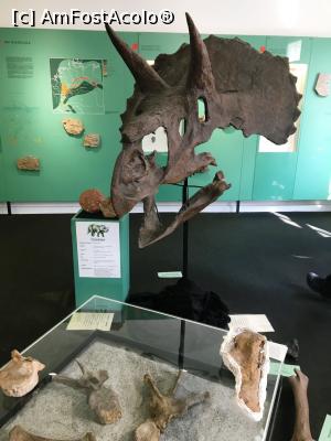 [P07] Craniu de triceratops » foto by AZE
 - 
<span class="allrVoted glyphicon glyphicon-heart hidden" id="av1260360"></span>
<a class="m-l-10 hidden" id="sv1260360" onclick="voting_Foto_DelVot(,1260360,27301)" role="button">șterge vot <span class="glyphicon glyphicon-remove"></span></a>
<a id="v91260360" class=" c-red"  onclick="voting_Foto_SetVot(1260360)" role="button"><span class="glyphicon glyphicon-heart-empty"></span> <b>LIKE</b> = Votează poza</a> <img class="hidden"  id="f1260360W9" src="/imagini/loader.gif" border="0" /><span class="AjErrMes hidden" id="e1260360ErM"></span>