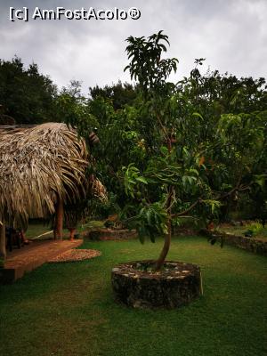 [P35] Mango &icirc;n mijlocul curții » foto by cata2106
 - 
<span class="allrVoted glyphicon glyphicon-heart hidden" id="av1287801"></span>
<a class="m-l-10 hidden" id="sv1287801" onclick="voting_Foto_DelVot(,1287801,27399)" role="button">șterge vot <span class="glyphicon glyphicon-remove"></span></a>
<a id="v91287801" class=" c-red"  onclick="voting_Foto_SetVot(1287801)" role="button"><span class="glyphicon glyphicon-heart-empty"></span> <b>LIKE</b> = Votează poza</a> <img class="hidden"  id="f1287801W9" src="/imagini/loader.gif" border="0" /><span class="AjErrMes hidden" id="e1287801ErM"></span>