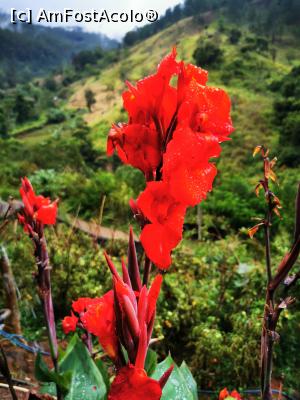 [P07] Flori &icirc;n curte » foto by cata2106
 - 
<span class="allrVoted glyphicon glyphicon-heart hidden" id="av1289609"></span>
<a class="m-l-10 hidden" id="sv1289609" onclick="voting_Foto_DelVot(,1289609,27411)" role="button">șterge vot <span class="glyphicon glyphicon-remove"></span></a>
<a id="v91289609" class=" c-red"  onclick="voting_Foto_SetVot(1289609)" role="button"><span class="glyphicon glyphicon-heart-empty"></span> <b>LIKE</b> = Votează poza</a> <img class="hidden"  id="f1289609W9" src="/imagini/loader.gif" border="0" /><span class="AjErrMes hidden" id="e1289609ErM"></span>