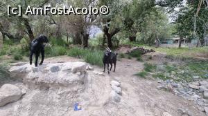 [P37] căprițele descurcărețe » foto by robert
 - 
<span class="allrVoted glyphicon glyphicon-heart hidden" id="av1325867"></span>
<a class="m-l-10 hidden" id="sv1325867" onclick="voting_Foto_DelVot(,1325867,27498)" role="button">șterge vot <span class="glyphicon glyphicon-remove"></span></a>
<a id="v91325867" class=" c-red"  onclick="voting_Foto_SetVot(1325867)" role="button"><span class="glyphicon glyphicon-heart-empty"></span> <b>LIKE</b> = Votează poza</a> <img class="hidden"  id="f1325867W9" src="/imagini/loader.gif" border="0" /><span class="AjErrMes hidden" id="e1325867ErM"></span>