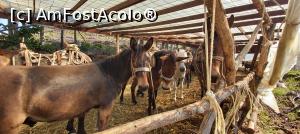 [P62] Uitați-vă cu atenție -calul are șa din lemn » foto by diana2015
 - 
<span class="allrVoted glyphicon glyphicon-heart hidden" id="av1314375"></span>
<a class="m-l-10 hidden" id="sv1314375" onclick="voting_Foto_DelVot(,1314375,27599)" role="button">șterge vot <span class="glyphicon glyphicon-remove"></span></a>
<a id="v91314375" class=" c-red"  onclick="voting_Foto_SetVot(1314375)" role="button"><span class="glyphicon glyphicon-heart-empty"></span> <b>LIKE</b> = Votează poza</a> <img class="hidden"  id="f1314375W9" src="/imagini/loader.gif" border="0" /><span class="AjErrMes hidden" id="e1314375ErM"></span>