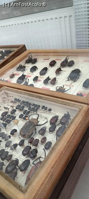 [P20] Gândacii - expoziție temporară. » foto by tata123 🔱
 - 
<span class="allrVoted glyphicon glyphicon-heart hidden" id="av1517813"></span>
<a class="m-l-10 hidden" id="sv1517813" onclick="voting_Foto_DelVot(,1517813,27913)" role="button">șterge vot <span class="glyphicon glyphicon-remove"></span></a>
<a id="v91517813" class=" c-red"  onclick="voting_Foto_SetVot(1517813)" role="button"><span class="glyphicon glyphicon-heart-empty"></span> <b>LIKE</b> = Votează poza</a> <img class="hidden"  id="f1517813W9" src="/imagini/loader.gif" border="0" /><span class="AjErrMes hidden" id="e1517813ErM"></span>