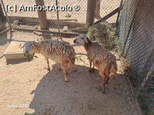 [P21] Hawana Salalah, Oman - Zoo » foto by nicole33
 - 
<span class="allrVoted glyphicon glyphicon-heart hidden" id="av1494869"></span>
<a class="m-l-10 hidden" id="sv1494869" onclick="voting_Foto_DelVot(,1494869,27999)" role="button">șterge vot <span class="glyphicon glyphicon-remove"></span></a>
<a id="v91494869" class=" c-red"  onclick="voting_Foto_SetVot(1494869)" role="button"><span class="glyphicon glyphicon-heart-empty"></span> <b>LIKE</b> = Votează poza</a> <img class="hidden"  id="f1494869W9" src="/imagini/loader.gif" border="0" /><span class="AjErrMes hidden" id="e1494869ErM"></span>