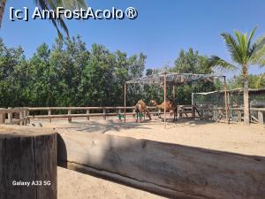 [P22] Hawana Salalah, Oman - Zoo » foto by nicole33
 - 
<span class="allrVoted glyphicon glyphicon-heart hidden" id="av1494870"></span>
<a class="m-l-10 hidden" id="sv1494870" onclick="voting_Foto_DelVot(,1494870,27999)" role="button">șterge vot <span class="glyphicon glyphicon-remove"></span></a>
<a id="v91494870" class=" c-red"  onclick="voting_Foto_SetVot(1494870)" role="button"><span class="glyphicon glyphicon-heart-empty"></span> <b>LIKE</b> = Votează poza</a> <img class="hidden"  id="f1494870W9" src="/imagini/loader.gif" border="0" /><span class="AjErrMes hidden" id="e1494870ErM"></span>