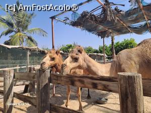 [P23] Hawana Salalah, Oman - Zoo » foto by nicole33
 - 
<span class="allrVoted glyphicon glyphicon-heart hidden" id="av1494871"></span>
<a class="m-l-10 hidden" id="sv1494871" onclick="voting_Foto_DelVot(,1494871,27999)" role="button">șterge vot <span class="glyphicon glyphicon-remove"></span></a>
<a id="v91494871" class=" c-red"  onclick="voting_Foto_SetVot(1494871)" role="button"><span class="glyphicon glyphicon-heart-empty"></span> <b>LIKE</b> = Votează poza</a> <img class="hidden"  id="f1494871W9" src="/imagini/loader.gif" border="0" /><span class="AjErrMes hidden" id="e1494871ErM"></span>