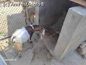 [P24] Hawana Salalah, Oman - Zoo » foto by nicole33
 - 
<span class="allrVoted glyphicon glyphicon-heart hidden" id="av1494872"></span>
<a class="m-l-10 hidden" id="sv1494872" onclick="voting_Foto_DelVot(,1494872,27999)" role="button">șterge vot <span class="glyphicon glyphicon-remove"></span></a>
<a id="v91494872" class=" c-red"  onclick="voting_Foto_SetVot(1494872)" role="button"><span class="glyphicon glyphicon-heart-empty"></span> <b>LIKE</b> = Votează poza</a> <img class="hidden"  id="f1494872W9" src="/imagini/loader.gif" border="0" /><span class="AjErrMes hidden" id="e1494872ErM"></span>