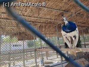 [P25] Hawana Salalah, Oman - Zoo » foto by nicole33
 - 
<span class="allrVoted glyphicon glyphicon-heart hidden" id="av1494873"></span>
<a class="m-l-10 hidden" id="sv1494873" onclick="voting_Foto_DelVot(,1494873,27999)" role="button">șterge vot <span class="glyphicon glyphicon-remove"></span></a>
<a id="v91494873" class=" c-red"  onclick="voting_Foto_SetVot(1494873)" role="button"><span class="glyphicon glyphicon-heart-empty"></span> <b>LIKE</b> = Votează poza</a> <img class="hidden"  id="f1494873W9" src="/imagini/loader.gif" border="0" /><span class="AjErrMes hidden" id="e1494873ErM"></span>