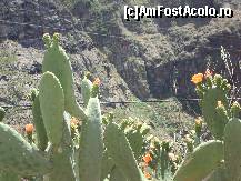 [P21] Pe marginea drumului se pot admira cactusi infloriti » foto by pink_gabi*
 - 
<span class="allrVoted glyphicon glyphicon-heart hidden" id="av82902"></span>
<a class="m-l-10 hidden" id="sv82902" onclick="voting_Foto_DelVot(,82902,28123)" role="button">șterge vot <span class="glyphicon glyphicon-remove"></span></a>
<a id="v982902" class=" c-red"  onclick="voting_Foto_SetVot(82902)" role="button"><span class="glyphicon glyphicon-heart-empty"></span> <b>LIKE</b> = Votează poza</a> <img class="hidden"  id="f82902W9" src="/imagini/loader.gif" border="0" /><span class="AjErrMes hidden" id="e82902ErM"></span>