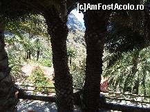 [P07] Palmierii de la terasa Chez Arlette. In jos satul continua. » foto by pink_gabi*
 - 
<span class="allrVoted glyphicon glyphicon-heart hidden" id="av82888"></span>
<a class="m-l-10 hidden" id="sv82888" onclick="voting_Foto_DelVot(,82888,28123)" role="button">șterge vot <span class="glyphicon glyphicon-remove"></span></a>
<a id="v982888" class=" c-red"  onclick="voting_Foto_SetVot(82888)" role="button"><span class="glyphicon glyphicon-heart-empty"></span> <b>LIKE</b> = Votează poza</a> <img class="hidden"  id="f82888W9" src="/imagini/loader.gif" border="0" /><span class="AjErrMes hidden" id="e82888ErM"></span>