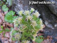 [P05] din flora specifica zonei » foto by CATAAS
 - 
<span class="allrVoted glyphicon glyphicon-heart hidden" id="av312812"></span>
<a class="m-l-10 hidden" id="sv312812" onclick="voting_Foto_DelVot(,312812,28345)" role="button">șterge vot <span class="glyphicon glyphicon-remove"></span></a>
<a id="v9312812" class=" c-red"  onclick="voting_Foto_SetVot(312812)" role="button"><span class="glyphicon glyphicon-heart-empty"></span> <b>LIKE</b> = Votează poza</a> <img class="hidden"  id="f312812W9" src="/imagini/loader.gif" border="0" /><span class="AjErrMes hidden" id="e312812ErM"></span>