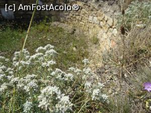 [P13] Vegetația a invadat cetatea.  » foto by tata123 🔱
 - 
<span class="allrVoted glyphicon glyphicon-heart hidden" id="av1020443"></span>
<a class="m-l-10 hidden" id="sv1020443" onclick="voting_Foto_DelVot(,1020443,28408)" role="button">șterge vot <span class="glyphicon glyphicon-remove"></span></a>
<a id="v91020443" class=" c-red"  onclick="voting_Foto_SetVot(1020443)" role="button"><span class="glyphicon glyphicon-heart-empty"></span> <b>LIKE</b> = Votează poza</a> <img class="hidden"  id="f1020443W9" src="/imagini/loader.gif" border="0" /><span class="AjErrMes hidden" id="e1020443ErM"></span>