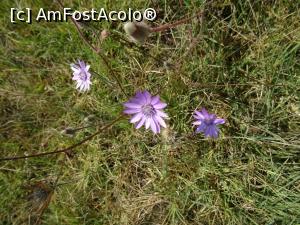 [P19] Flori la Cetatea Ulmetum.  » foto by tata123 🔱
 - 
<span class="allrVoted glyphicon glyphicon-heart hidden" id="av1020449"></span>
<a class="m-l-10 hidden" id="sv1020449" onclick="voting_Foto_DelVot(,1020449,28408)" role="button">șterge vot <span class="glyphicon glyphicon-remove"></span></a>
<a id="v91020449" class=" c-red"  onclick="voting_Foto_SetVot(1020449)" role="button"><span class="glyphicon glyphicon-heart-empty"></span> <b>LIKE</b> = Votează poza</a> <img class="hidden"  id="f1020449W9" src="/imagini/loader.gif" border="0" /><span class="AjErrMes hidden" id="e1020449ErM"></span>