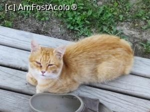[P38] Glamount - Motănache așteptând să ieșim din ciubăr » foto by crismis
 - 
<span class="allrVoted glyphicon glyphicon-heart hidden" id="av1416285"></span>
<a class="m-l-10 hidden" id="sv1416285" onclick="voting_Foto_DelVot(,1416285,28482)" role="button">șterge vot <span class="glyphicon glyphicon-remove"></span></a>
<a id="v91416285" class=" c-red"  onclick="voting_Foto_SetVot(1416285)" role="button"><span class="glyphicon glyphicon-heart-empty"></span> <b>LIKE</b> = Votează poza</a> <img class="hidden"  id="f1416285W9" src="/imagini/loader.gif" border="0" /><span class="AjErrMes hidden" id="e1416285ErM"></span>