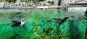 [P20] Pinguini africani. » foto by tata123 🔱
 - 
<span class="allrVoted glyphicon glyphicon-heart hidden" id="av1432348"></span>
<a class="m-l-10 hidden" id="sv1432348" onclick="voting_Foto_DelVot(,1432348,28591)" role="button">șterge vot <span class="glyphicon glyphicon-remove"></span></a>
<a id="v91432348" class=" c-red"  onclick="voting_Foto_SetVot(1432348)" role="button"><span class="glyphicon glyphicon-heart-empty"></span> <b>LIKE</b> = Votează poza</a> <img class="hidden"  id="f1432348W9" src="/imagini/loader.gif" border="0" /><span class="AjErrMes hidden" id="e1432348ErM"></span>
