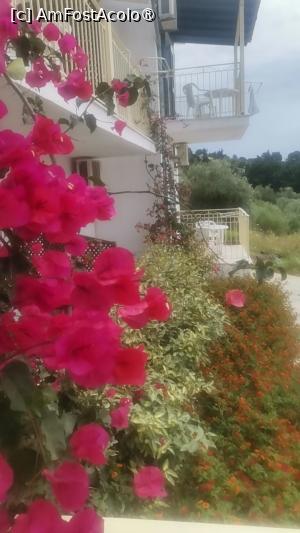 [P09] Florile de pe balcon » foto by dorgo
 - 
<span class="allrVoted glyphicon glyphicon-heart hidden" id="av1455913"></span>
<a class="m-l-10 hidden" id="sv1455913" onclick="voting_Foto_DelVot(,1455913,28665)" role="button">șterge vot <span class="glyphicon glyphicon-remove"></span></a>
<a id="v91455913" class=" c-red"  onclick="voting_Foto_SetVot(1455913)" role="button"><span class="glyphicon glyphicon-heart-empty"></span> <b>LIKE</b> = Votează poza</a> <img class="hidden"  id="f1455913W9" src="/imagini/loader.gif" border="0" /><span class="AjErrMes hidden" id="e1455913ErM"></span>