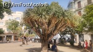 [P03] In piata centrala din Ibiza, e-un arbore ciudat » foto by dorgo
 - 
<span class="allrVoted glyphicon glyphicon-heart hidden" id="av1504490"></span>
<a class="m-l-10 hidden" id="sv1504490" onclick="voting_Foto_DelVot(,1504490,29017)" role="button">șterge vot <span class="glyphicon glyphicon-remove"></span></a>
<a id="v91504490" class=" c-red"  onclick="voting_Foto_SetVot(1504490)" role="button"><span class="glyphicon glyphicon-heart-empty"></span> <b>LIKE</b> = Votează poza</a> <img class="hidden"  id="f1504490W9" src="/imagini/loader.gif" border="0" /><span class="AjErrMes hidden" id="e1504490ErM"></span>