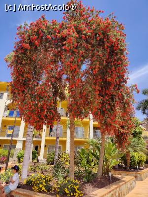 [P78] Hotel Cordial Mogan Playa » foto by crismis
 - 
<span class="allrVoted glyphicon glyphicon-heart hidden" id="av1488997"></span>
<a class="m-l-10 hidden" id="sv1488997" onclick="voting_Foto_DelVot(,1488997,29042)" role="button">șterge vot <span class="glyphicon glyphicon-remove"></span></a>
<a id="v91488997" class=" c-red"  onclick="voting_Foto_SetVot(1488997)" role="button"><span class="glyphicon glyphicon-heart-empty"></span> <b>LIKE</b> = Votează poza</a> <img class="hidden"  id="f1488997W9" src="/imagini/loader.gif" border="0" /><span class="AjErrMes hidden" id="e1488997ErM"></span>