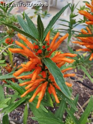 [P93] Hotel Cordial Mogan Playa » foto by crismis
 - 
<span class="allrVoted glyphicon glyphicon-heart hidden" id="av1489012"></span>
<a class="m-l-10 hidden" id="sv1489012" onclick="voting_Foto_DelVot(,1489012,29042)" role="button">șterge vot <span class="glyphicon glyphicon-remove"></span></a>
<a id="v91489012" class=" c-red"  onclick="voting_Foto_SetVot(1489012)" role="button"><span class="glyphicon glyphicon-heart-empty"></span> <b>LIKE</b> = Votează poza</a> <img class="hidden"  id="f1489012W9" src="/imagini/loader.gif" border="0" /><span class="AjErrMes hidden" id="e1489012ErM"></span>