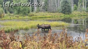 [P06] peisaj din Alaska » foto by robert
 - 
<span class="allrVoted glyphicon glyphicon-heart hidden" id="av1509222"></span>
<a class="m-l-10 hidden" id="sv1509222" onclick="voting_Foto_DelVot(,1509222,29187)" role="button">șterge vot <span class="glyphicon glyphicon-remove"></span></a>
<a id="v91509222" class=" c-red"  onclick="voting_Foto_SetVot(1509222)" role="button"><span class="glyphicon glyphicon-heart-empty"></span> <b>LIKE</b> = Votează poza</a> <img class="hidden"  id="f1509222W9" src="/imagini/loader.gif" border="0" /><span class="AjErrMes hidden" id="e1509222ErM"></span>