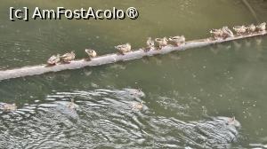 [P60] rațe pe alese » foto by robert
 - 
<span class="allrVoted glyphicon glyphicon-heart hidden" id="av1510127"></span>
<a class="m-l-10 hidden" id="sv1510127" onclick="voting_Foto_DelVot(,1510127,29187)" role="button">șterge vot <span class="glyphicon glyphicon-remove"></span></a>
<a id="v91510127" class=" c-red"  onclick="voting_Foto_SetVot(1510127)" role="button"><span class="glyphicon glyphicon-heart-empty"></span> <b>LIKE</b> = Votează poza</a> <img class="hidden"  id="f1510127W9" src="/imagini/loader.gif" border="0" /><span class="AjErrMes hidden" id="e1510127ErM"></span>