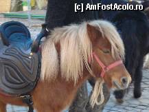 [P12] Sibiu -Piata Mare - Targul de Craciun, poneiul se plimba trist  fara copii » foto by Diaura*
 - 
<span class="allrVoted glyphicon glyphicon-heart hidden" id="av284236"></span>
<a class="m-l-10 hidden" id="sv284236" onclick="voting_Foto_DelVot(,284236,29199)" role="button">șterge vot <span class="glyphicon glyphicon-remove"></span></a>
<a id="v9284236" class=" c-red"  onclick="voting_Foto_SetVot(284236)" role="button"><span class="glyphicon glyphicon-heart-empty"></span> <b>LIKE</b> = Votează poza</a> <img class="hidden"  id="f284236W9" src="/imagini/loader.gif" border="0" /><span class="AjErrMes hidden" id="e284236ErM"></span>