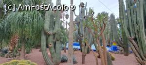 [P32] Marea de cactuși » foto by irinad
 - 
<span class="allrVoted glyphicon glyphicon-heart hidden" id="av1510636"></span>
<a class="m-l-10 hidden" id="sv1510636" onclick="voting_Foto_DelVot(,1510636,29203)" role="button">șterge vot <span class="glyphicon glyphicon-remove"></span></a>
<a id="v91510636" class=" c-red"  onclick="voting_Foto_SetVot(1510636)" role="button"><span class="glyphicon glyphicon-heart-empty"></span> <b>LIKE</b> = Votează poza</a> <img class="hidden"  id="f1510636W9" src="/imagini/loader.gif" border="0" /><span class="AjErrMes hidden" id="e1510636ErM"></span>