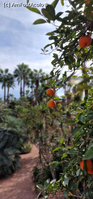 [P34] Grădina privată a Vilei Oasis » foto by adso
 - 
<span class="allrVoted glyphicon glyphicon-heart hidden" id="av1524816"></span>
<a class="m-l-10 hidden" id="sv1524816" onclick="voting_Foto_DelVot(,1524816,29203)" role="button">șterge vot <span class="glyphicon glyphicon-remove"></span></a>
<a id="v91524816" class=" c-red"  onclick="voting_Foto_SetVot(1524816)" role="button"><span class="glyphicon glyphicon-heart-empty"></span> <b>LIKE</b> = Votează poza</a> <img class="hidden"  id="f1524816W9" src="/imagini/loader.gif" border="0" /><span class="AjErrMes hidden" id="e1524816ErM"></span>