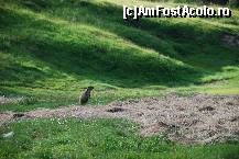 [P24] le-am vazut!!!!!!!!!!!!!! » foto by mariana
 - 
<span class="allrVoted glyphicon glyphicon-heart hidden" id="av16954"></span>
<a class="m-l-10 hidden" id="sv16954" onclick="voting_Foto_DelVot(,16954,29209)" role="button">șterge vot <span class="glyphicon glyphicon-remove"></span></a>
<a id="v916954" class=" c-red"  onclick="voting_Foto_SetVot(16954)" role="button"><span class="glyphicon glyphicon-heart-empty"></span> <b>LIKE</b> = Votează poza</a> <img class="hidden"  id="f16954W9" src="/imagini/loader.gif" border="0" /><span class="AjErrMes hidden" id="e16954ErM"></span>